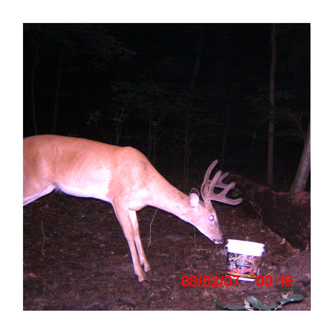 Lucky Buck Mineral Box 19.5 lbs